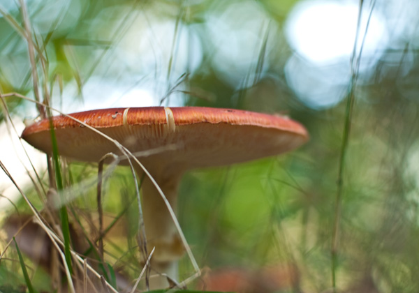 Un weekend en Ardèche