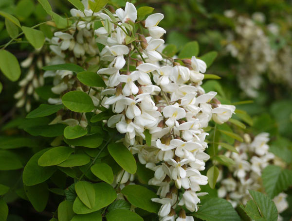 Beignets de fleurs d’acacia