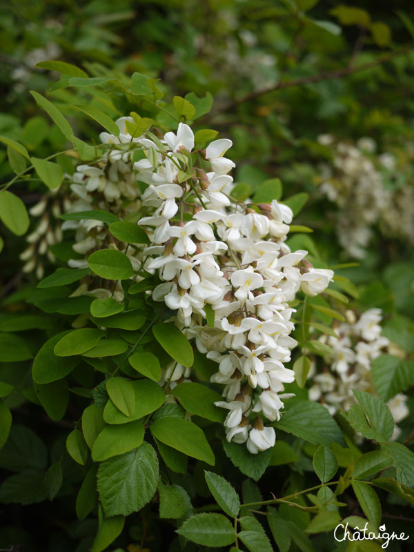 Beignets de fleurs d'acacia