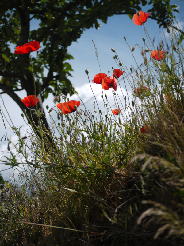 dans mon jardin ...