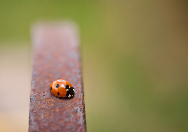 dans mon jardin ...