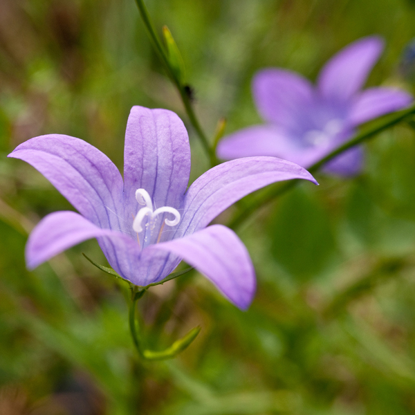 dans mon jardin ...