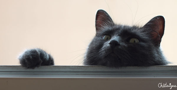 C'est la Fête des chats !