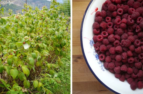 Confiture de framboises