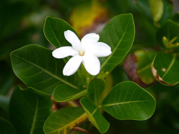 Clap de fin : de Rangiroa à Tahiti