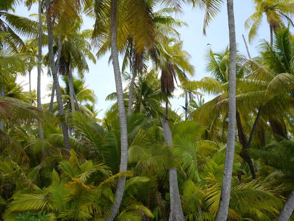 Clap de fin : de Rangiroa à Tahiti