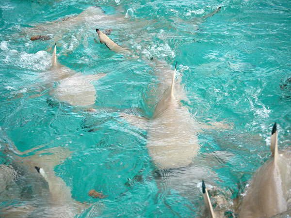 Clap de fin : de Rangiroa à Tahiti