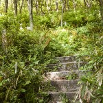 [Carnet de voyage] Kyoto et sa voisine Nara