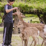 [Carnet de voyage] Kyoto et sa voisine Nara