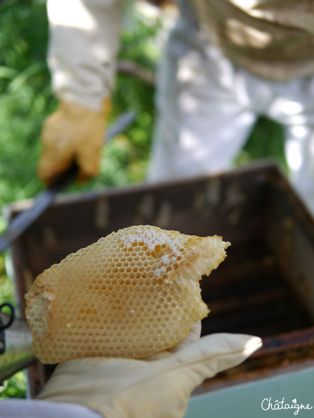 La fabuleuse histoire du Miel