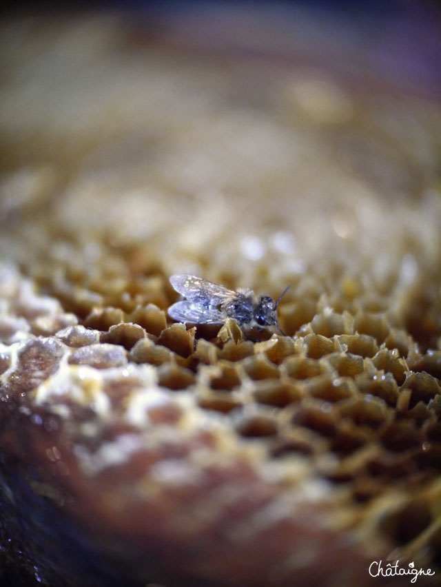 La fabuleuse histoire du Miel