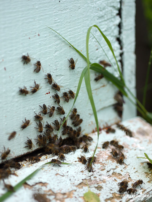La fabuleuse histoire du Miel