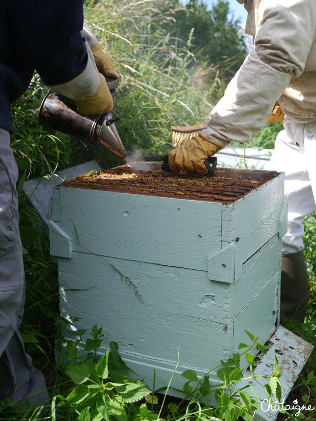 La fabuleuse histoire du Miel