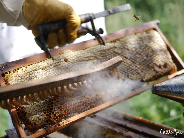 La fabuleuse histoire du Miel