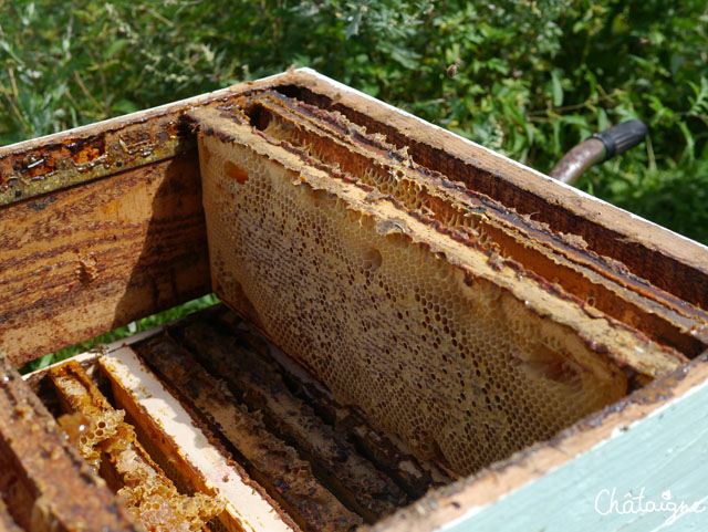 La fabuleuse histoire du Miel