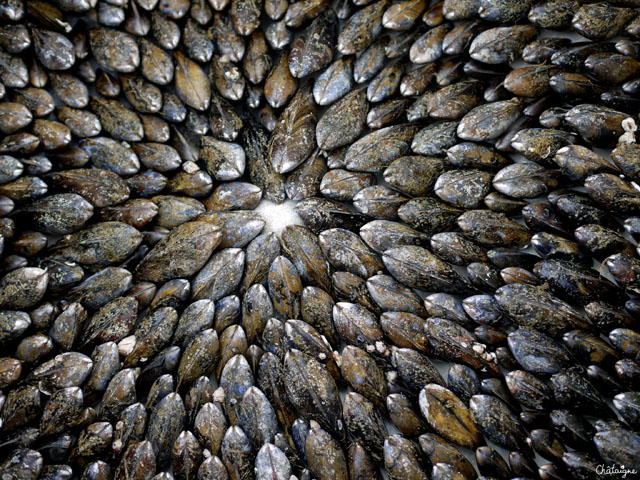 Eclade de Moules aux aiguilles de Pin