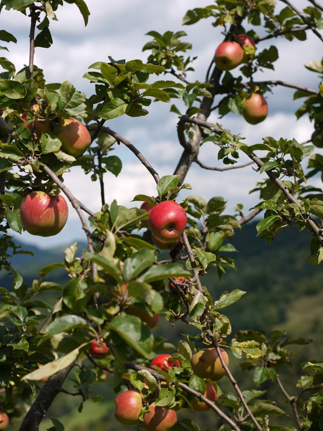 Pâte à tartiner aux pommes