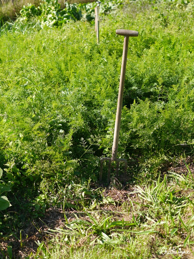 Carottes rôties au parmesan