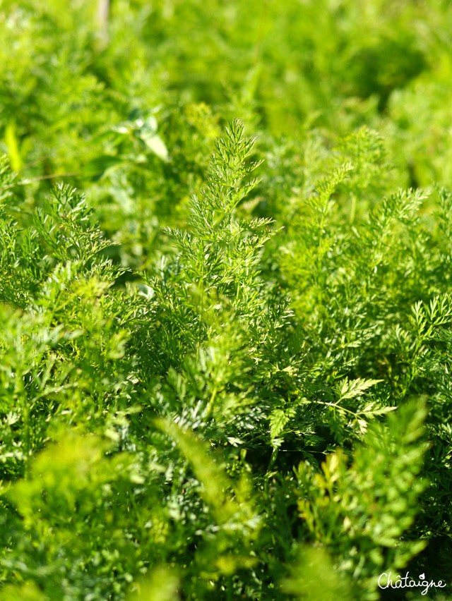 Carottes rôties au parmesan