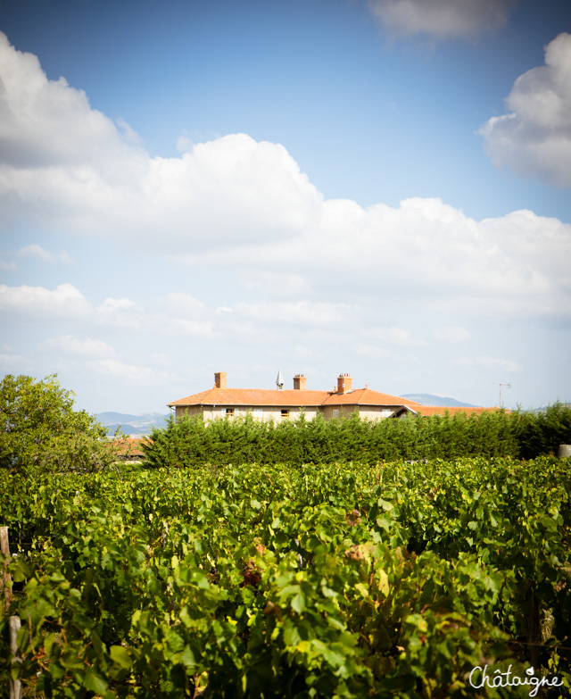 temps des vendanges