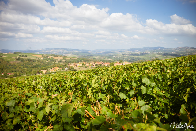 temps des vendanges