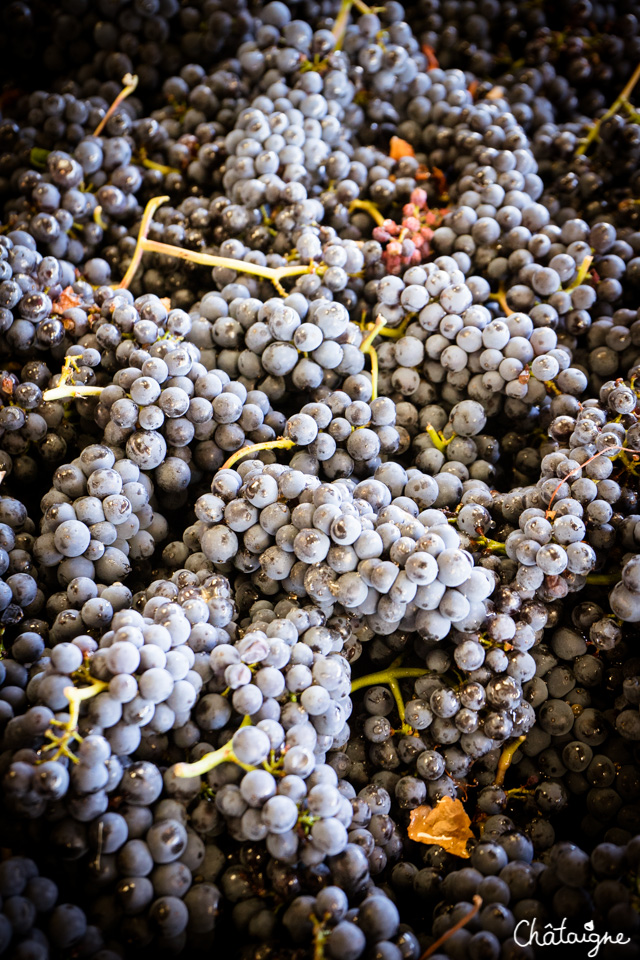 Le temps des vendanges