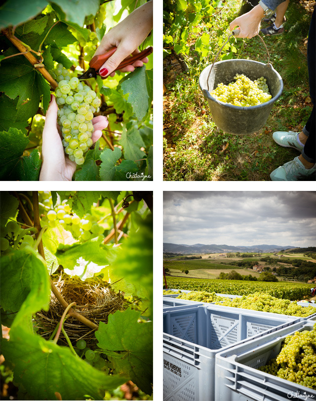 temps des vendanges