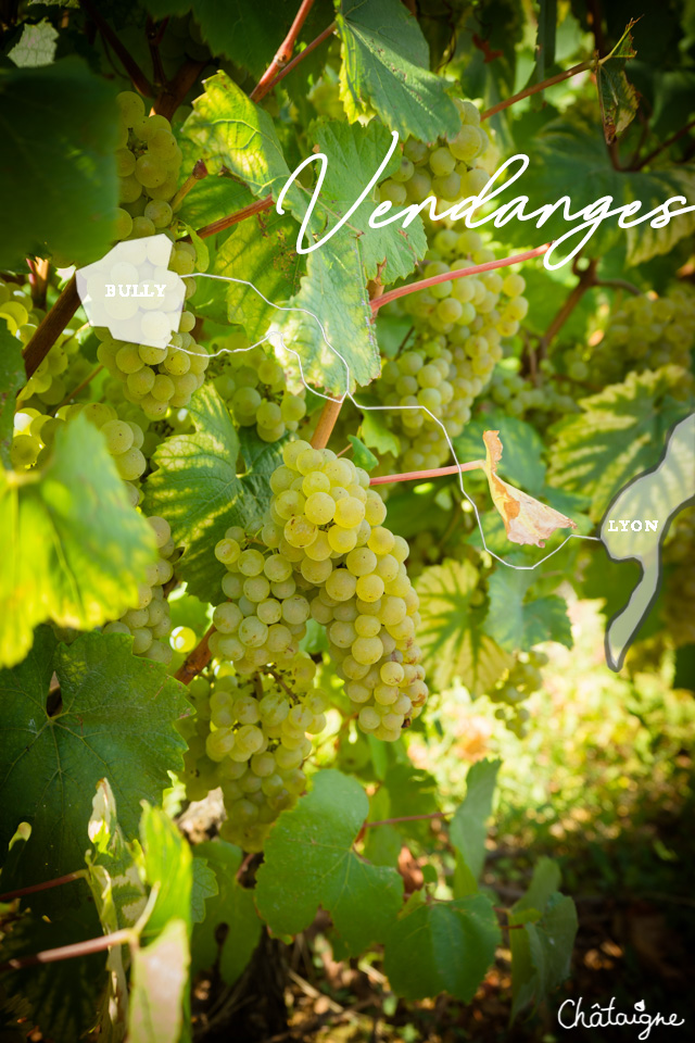 temps des vendanges